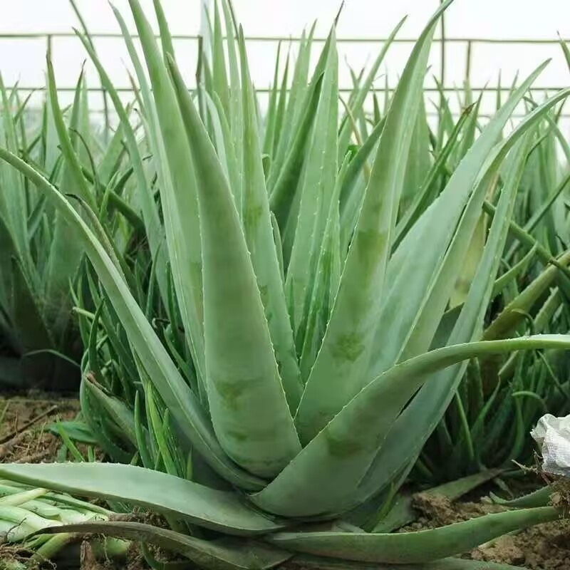 100% Pure Natuurlijke Gedroogd - Soap Making Raw Material recensie en prijs